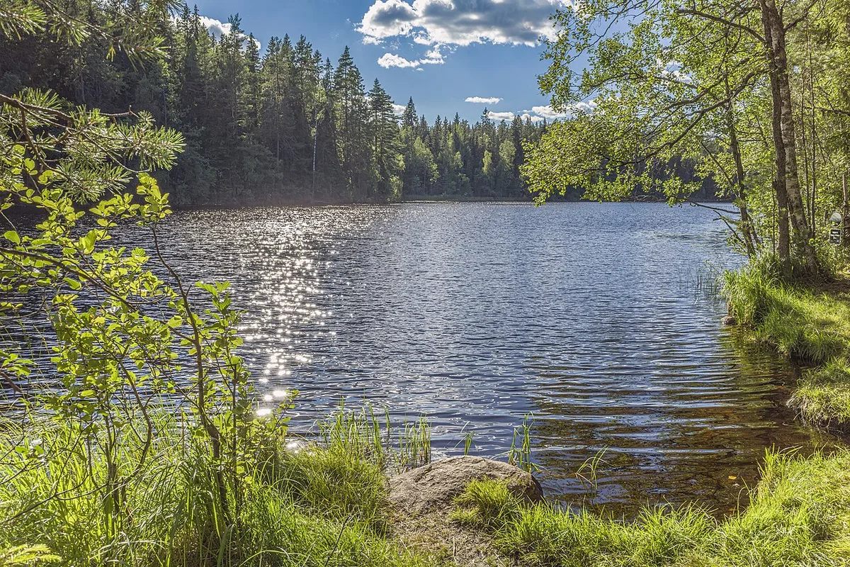 Kaitlampi Nuuksion kansallispuistossa elokuussa