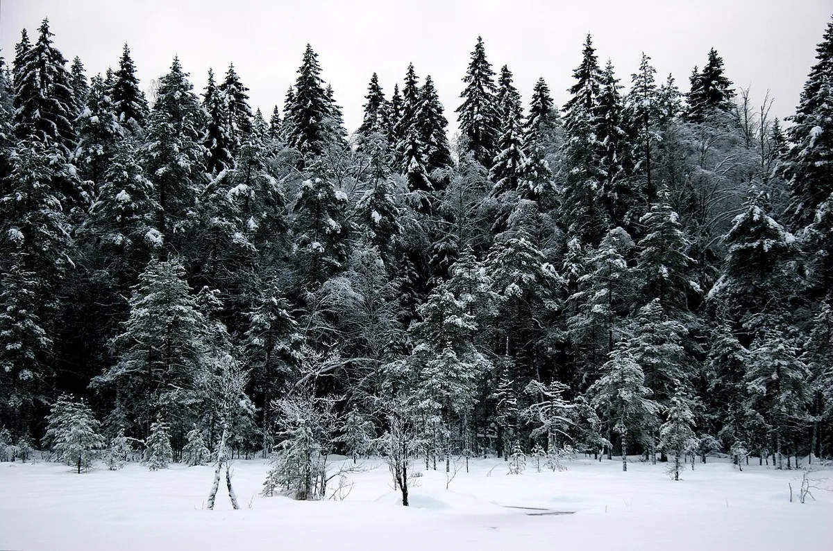 Sydäntalvi Nuuksion kansallispuistossa